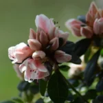 upokojenie-nervov-ake-izbove-rastliny-si-mozete-zasadit-do-svojho.webp.webp