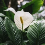 ako-prinutit-spathiphyllum-opat-kvitnut-odbornici-prezradili-dolezite-tajomstva-starostlivosti.webp.webp