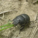 ako-sa-zbavit-chrobaka-cutworm-v-zeleninovej-zahrade-zalejte-podu.webp.webp