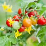 lifehacks-ako-pestovat-velke-a-chutne-paradajky.webp.webp